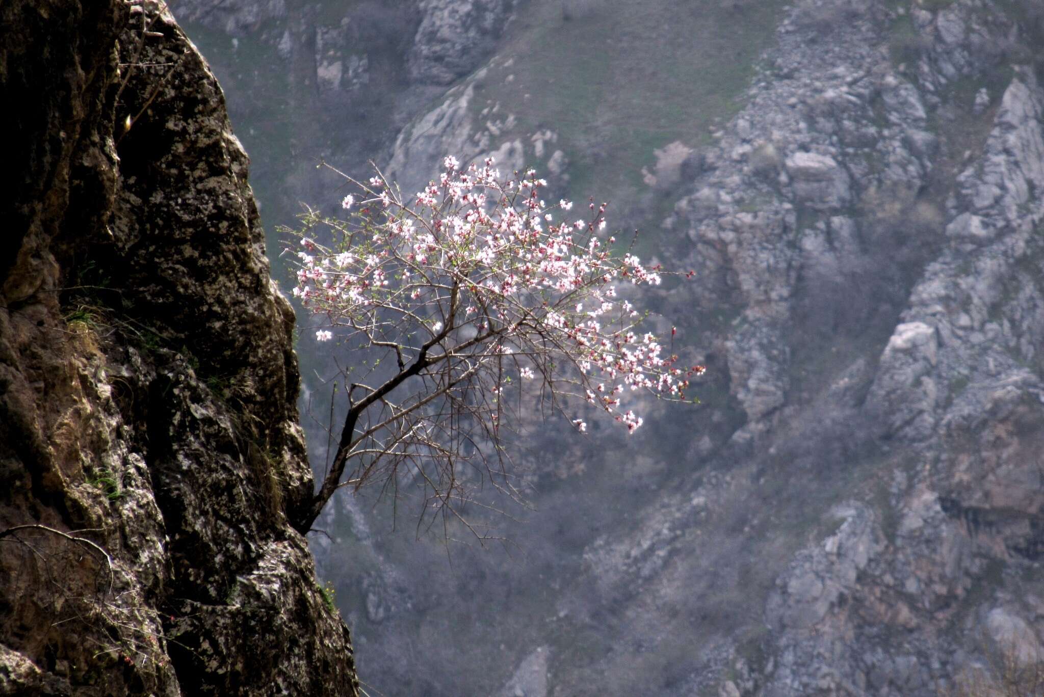 Prunus bucharica (Korsh.) B. Fedtsch. resmi