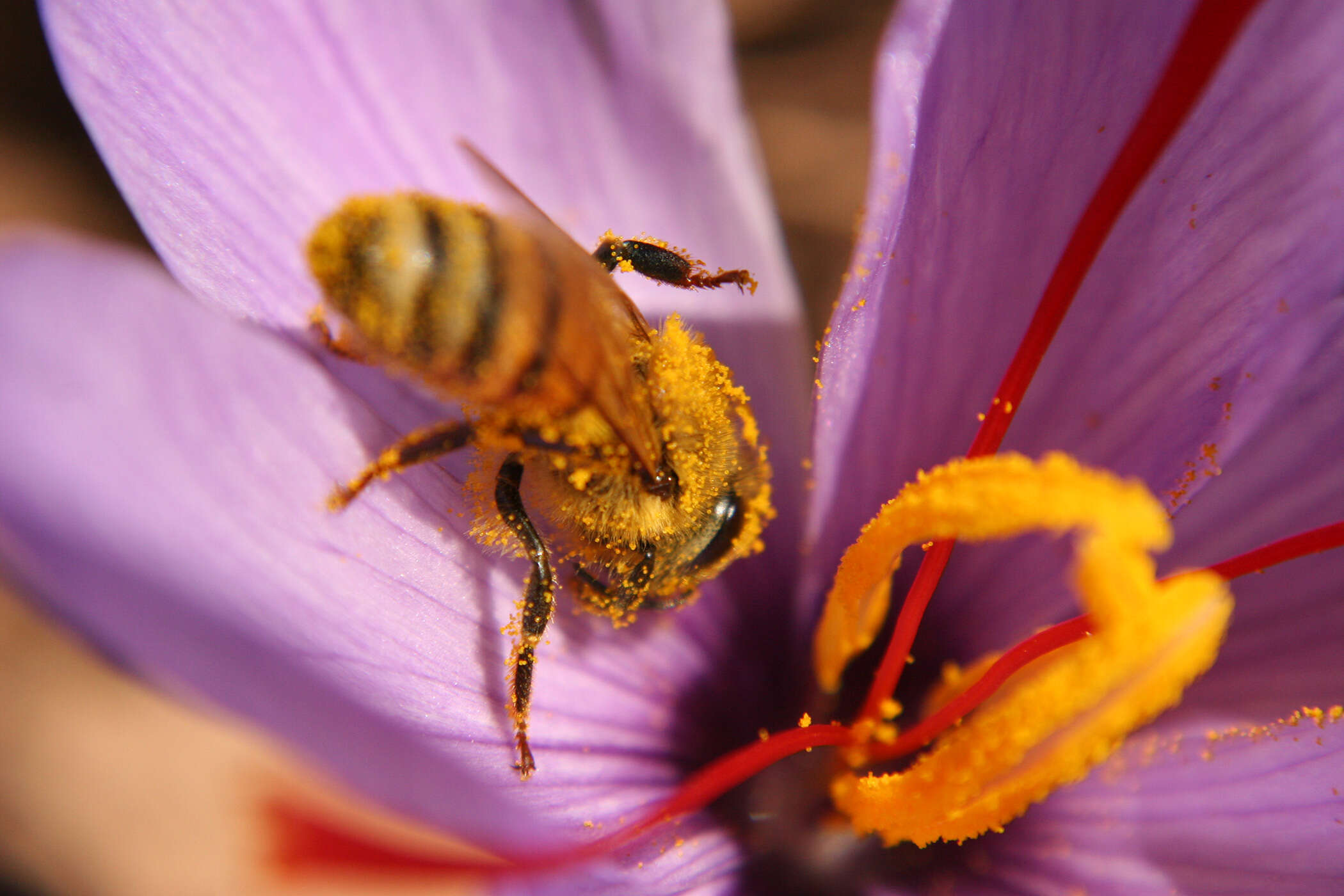 Image of autumn crocus