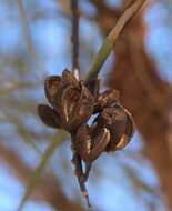 Image of Grevillea pyramidalis A. Cunn. ex R. Br.