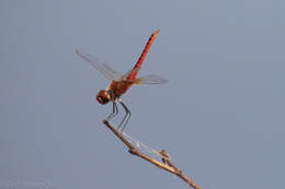 Image of Coastal Glider