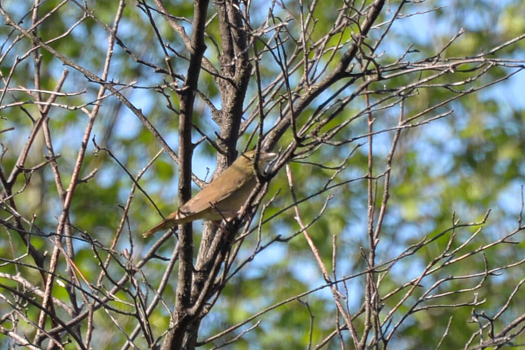 Слика од Locustella fluviatilis (Wolf 1810)