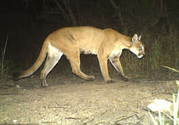 Image of Florida panther