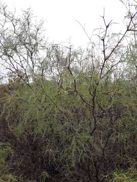 صورة Prosopis flexuosa var. depressa F. A. Roig