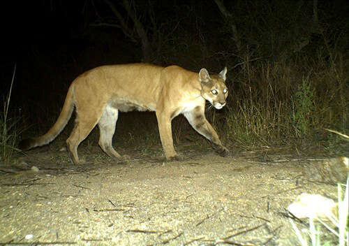 Image of Florida panther