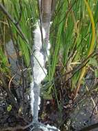 Image of Woolly Alder Aphid