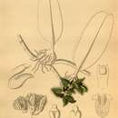 Image of Bulbophyllum dayanum Rchb. fil.