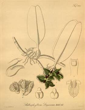 Image of Bulbophyllum dayanum Rchb. fil.