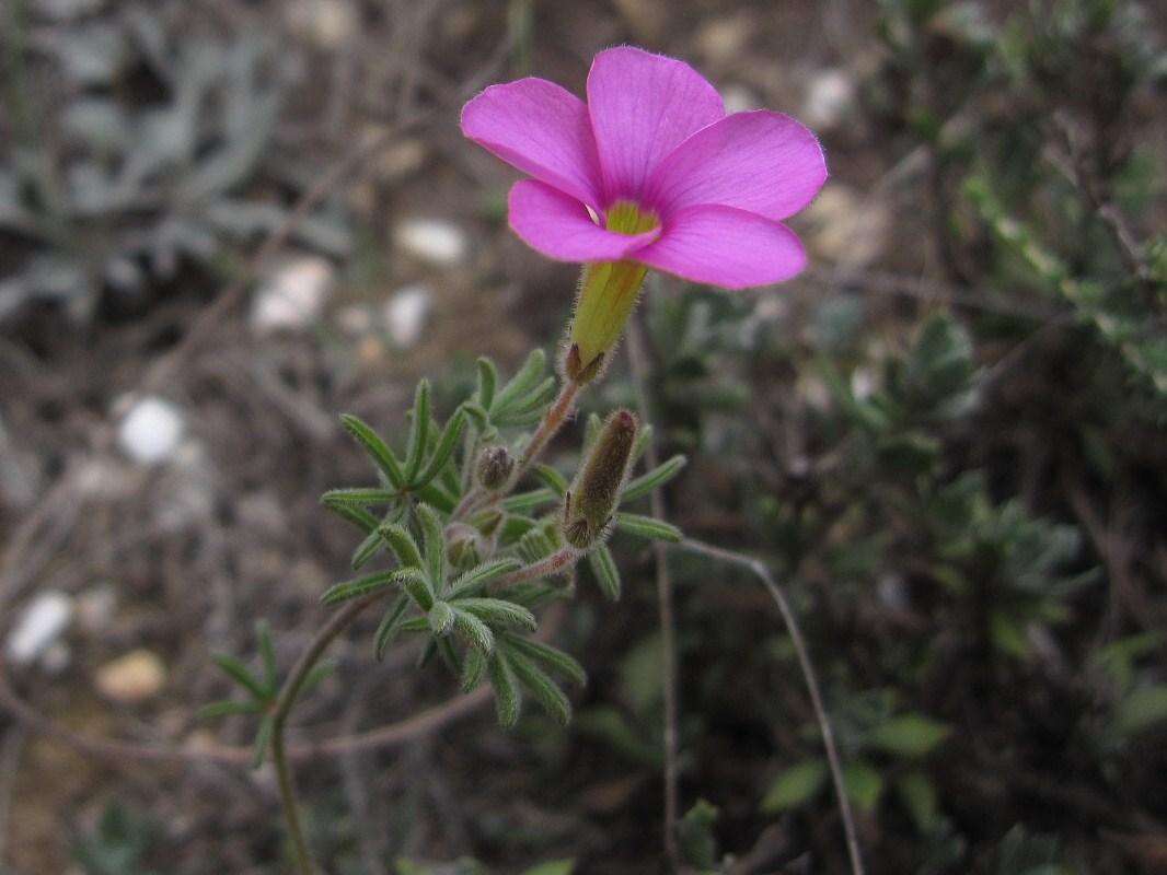 Imagem de Oxalis engleriana Schlechter