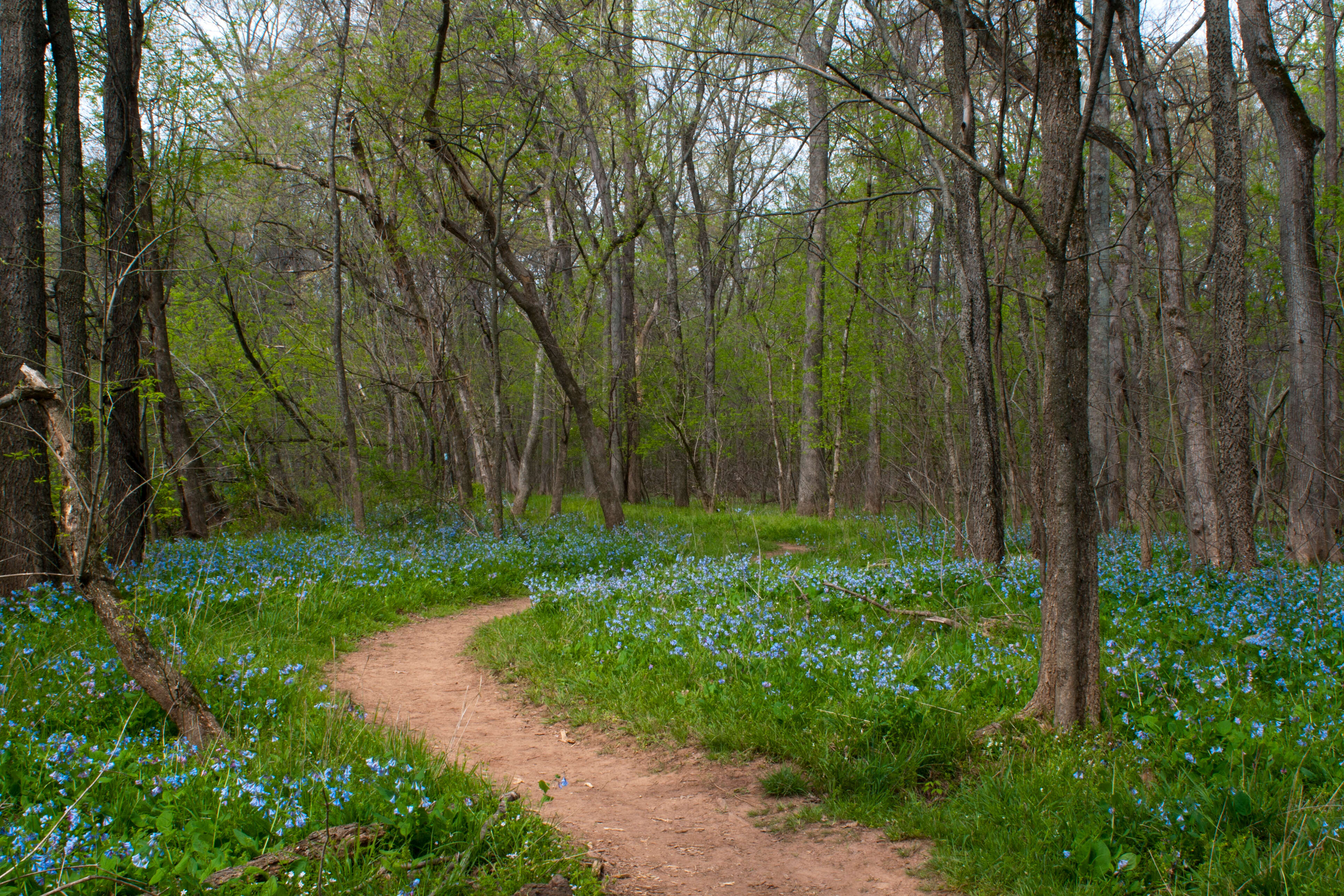 Image of Virginia Bluebell