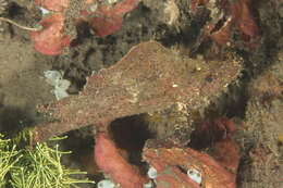 Image of Taenianotus