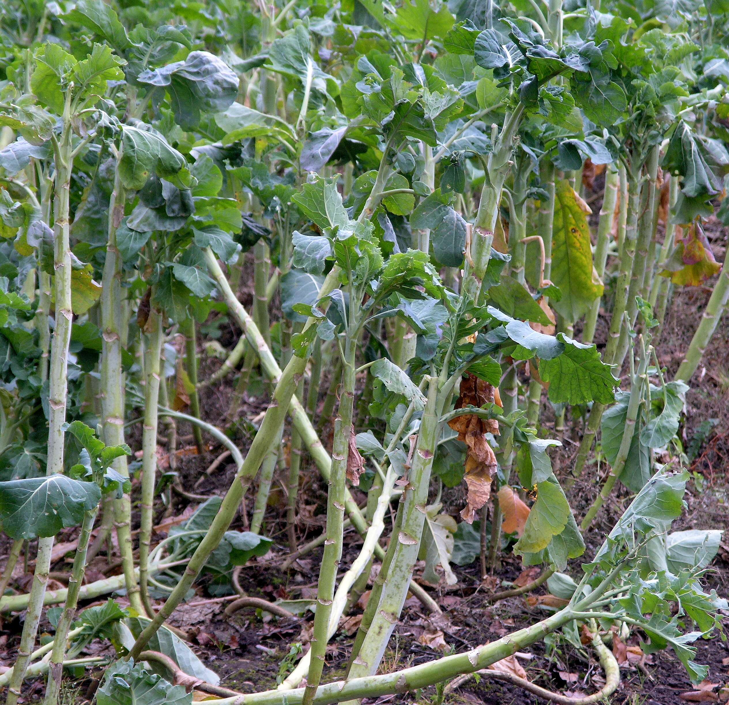 Image of white cabbage