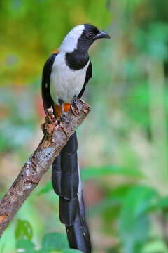 Image of White-bellied Treepie