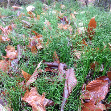 Image of Delicate Horsetail