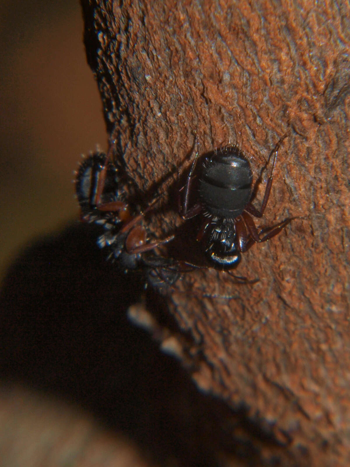 Image of Camponotus braunsi Mayr 1895