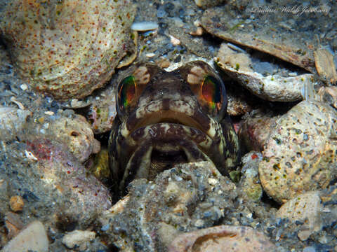 Image of Spotfin jawfish