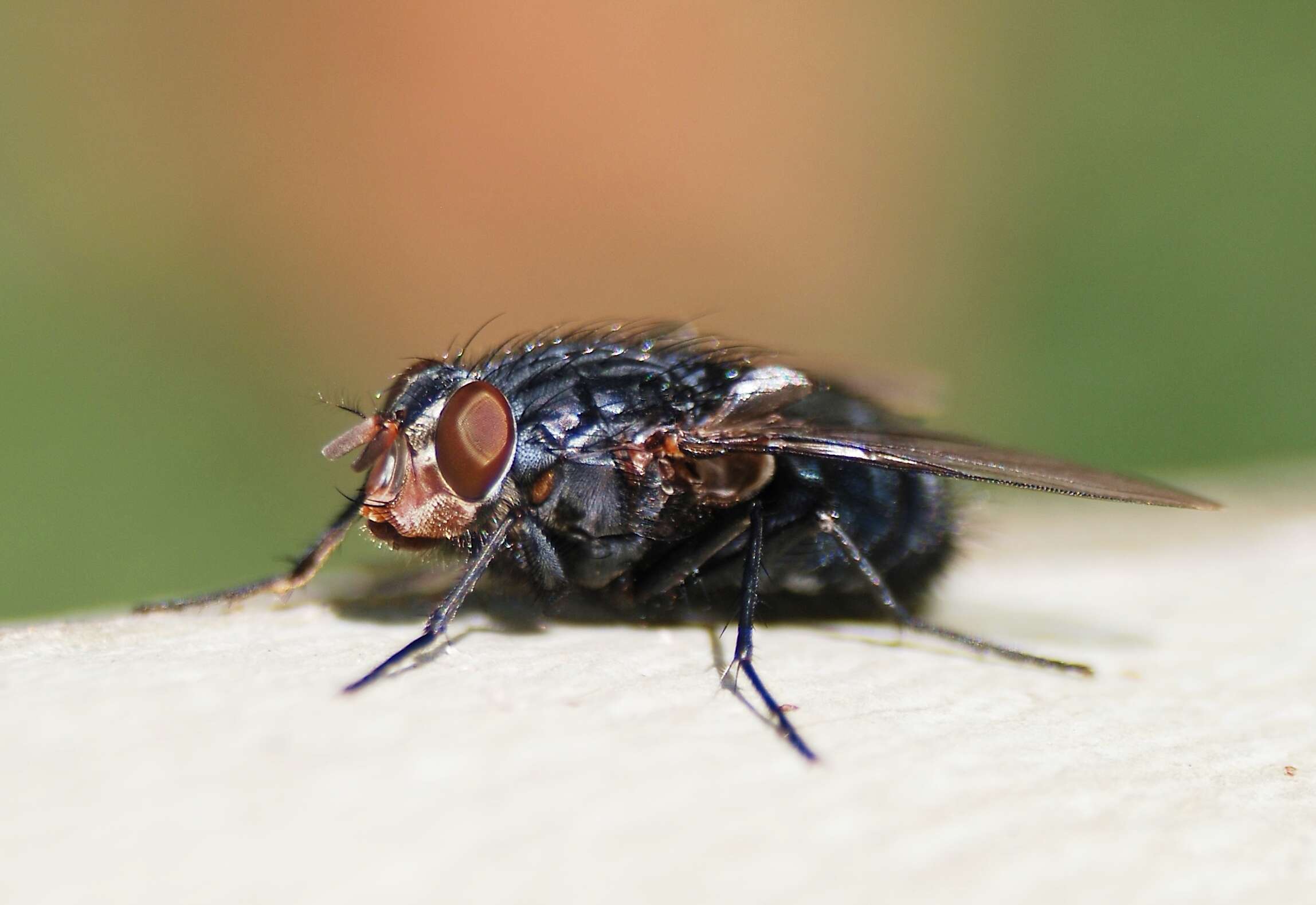 صورة Calliphora vicina Robineau-Desvoidy 1830