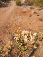 Imagem de Baccharis paniculata DC.