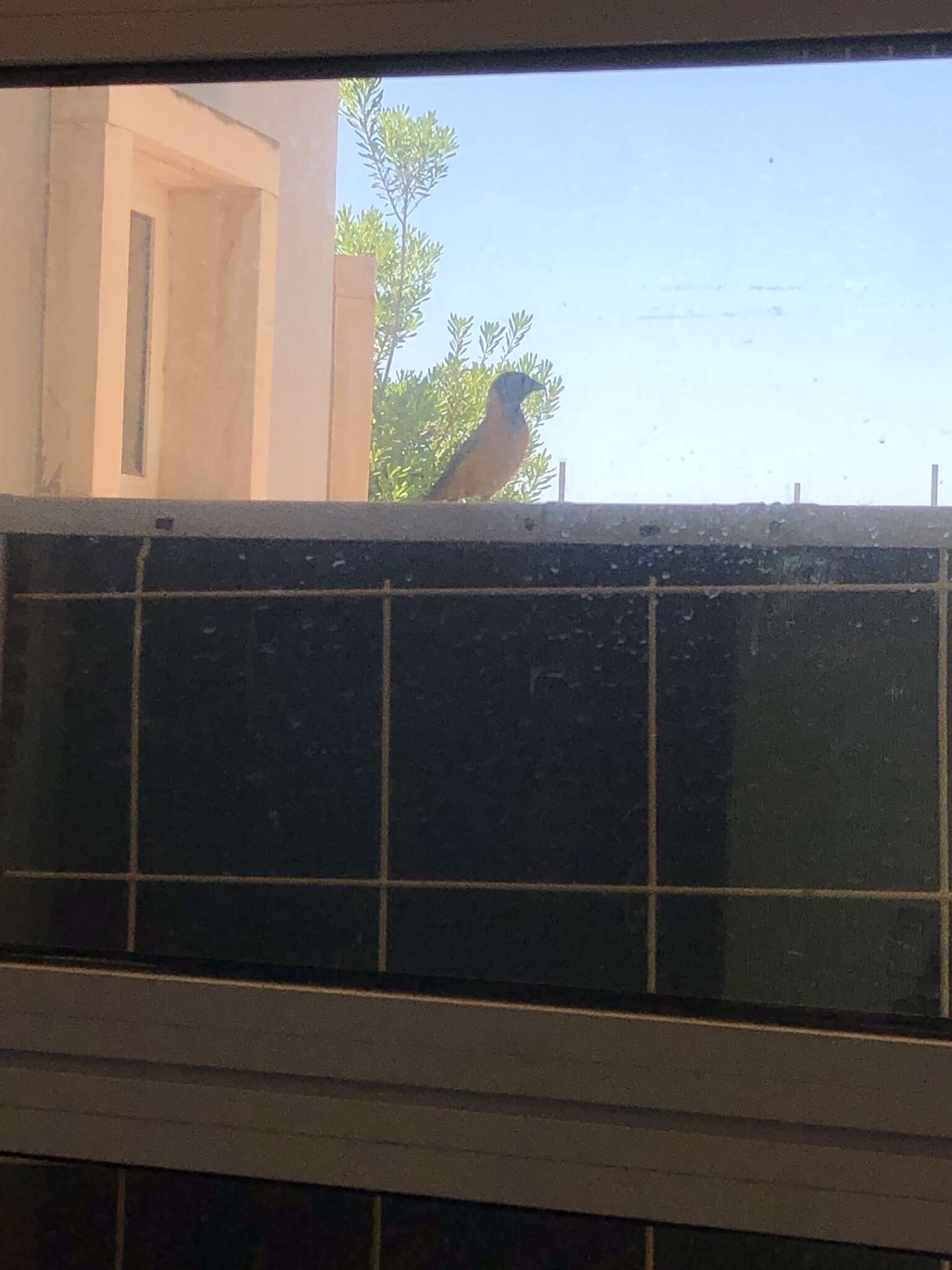 Image of Black-headed Weaver