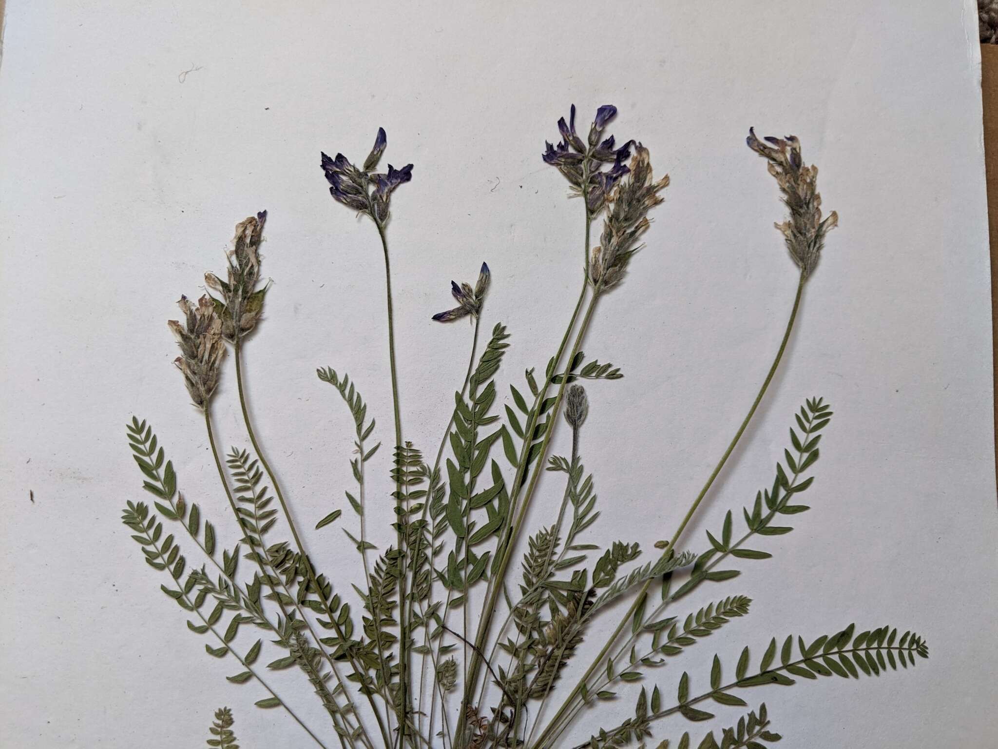 Image of <i>Oxytropis campestris</i> var. <i>davisii</i> S. L. Welsh