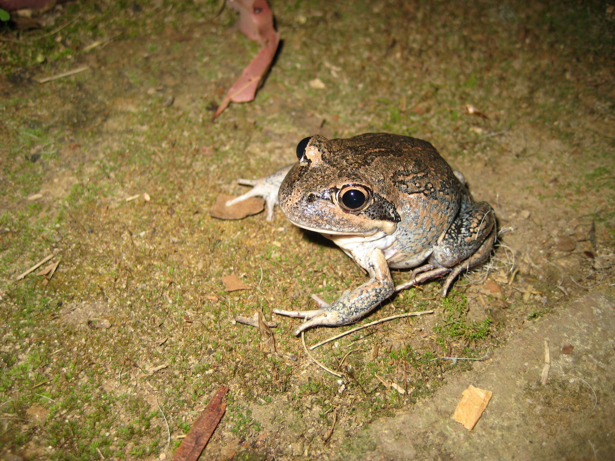 Image of Limnodynastes dumerilii Peters 1863