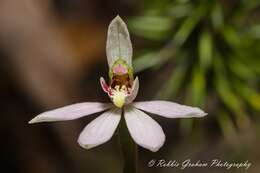 Image de Caladenia variegata Colenso