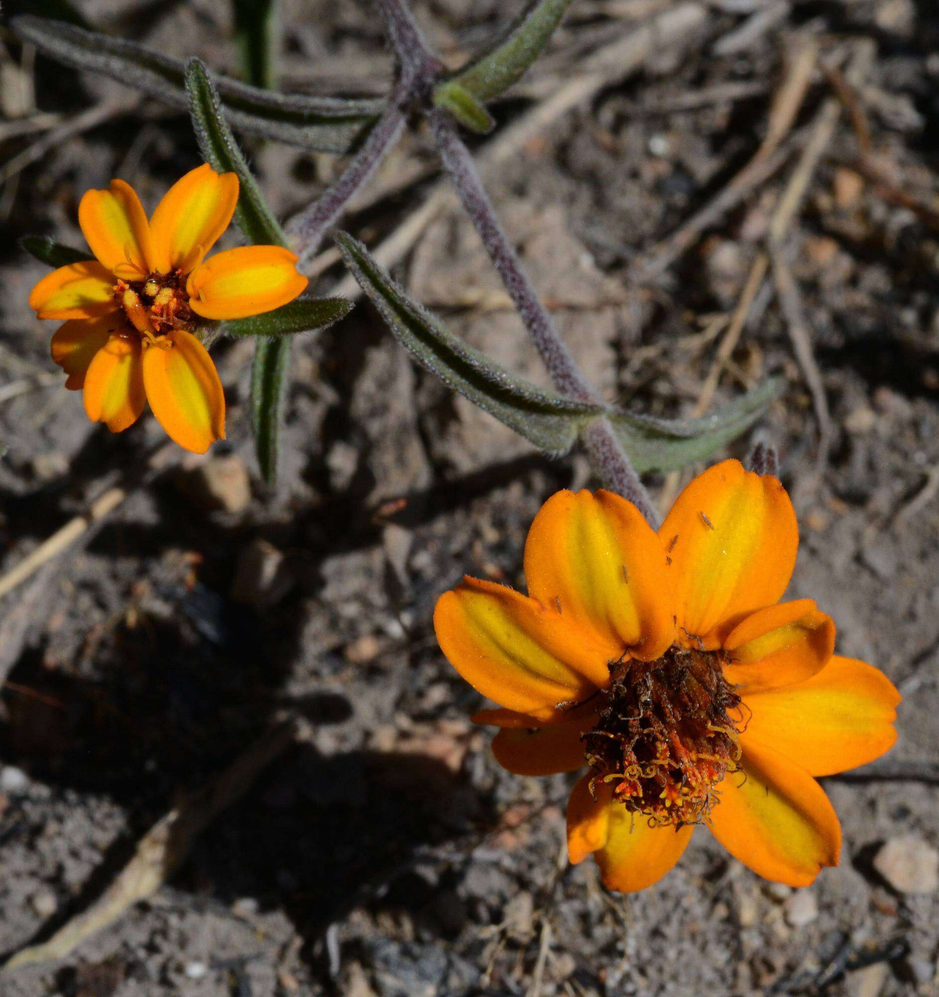 Image of narrowleaf zinnia