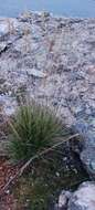 Image de Festuca sibirica Hack. ex Boiss.