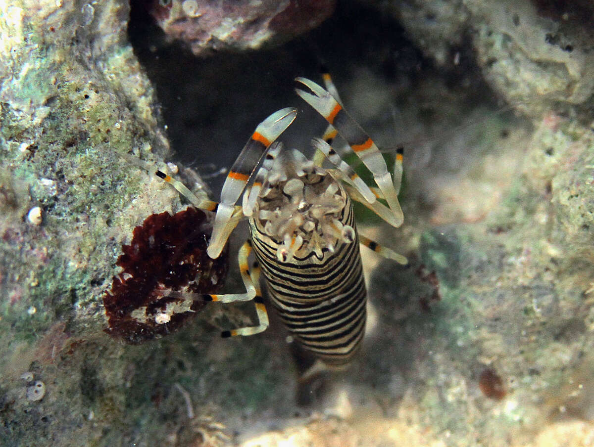 Image of Striped bumblebee shrimp