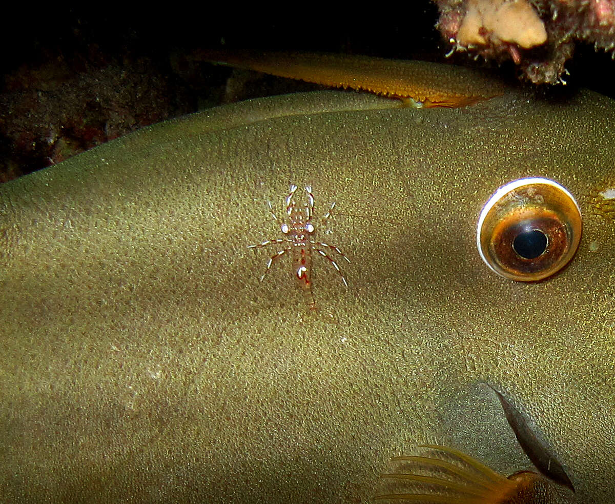 Image of clear cleaner shrimp