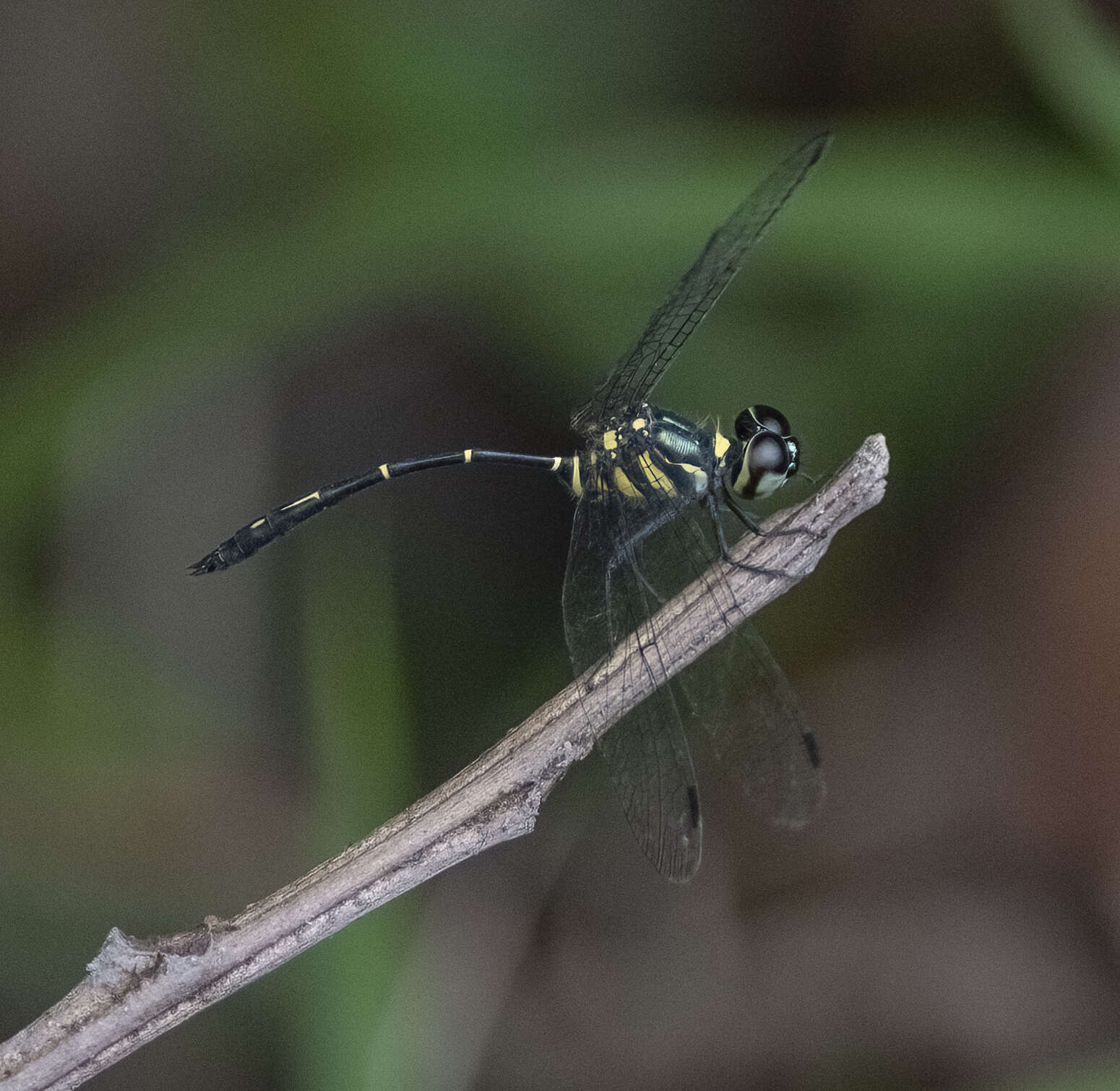 Risiophlebia dohrni (Krüger 1902) resmi