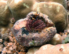 Image of Longeye hermit crab