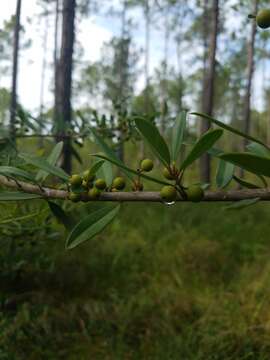 Слика од Ilex myrtifolia Lam.