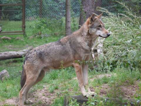 Imagem de Canis lupus lupus Linnaeus 1758