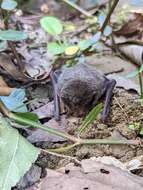 Sivun Pipistrellus abramus (Temminck 1838) kuva