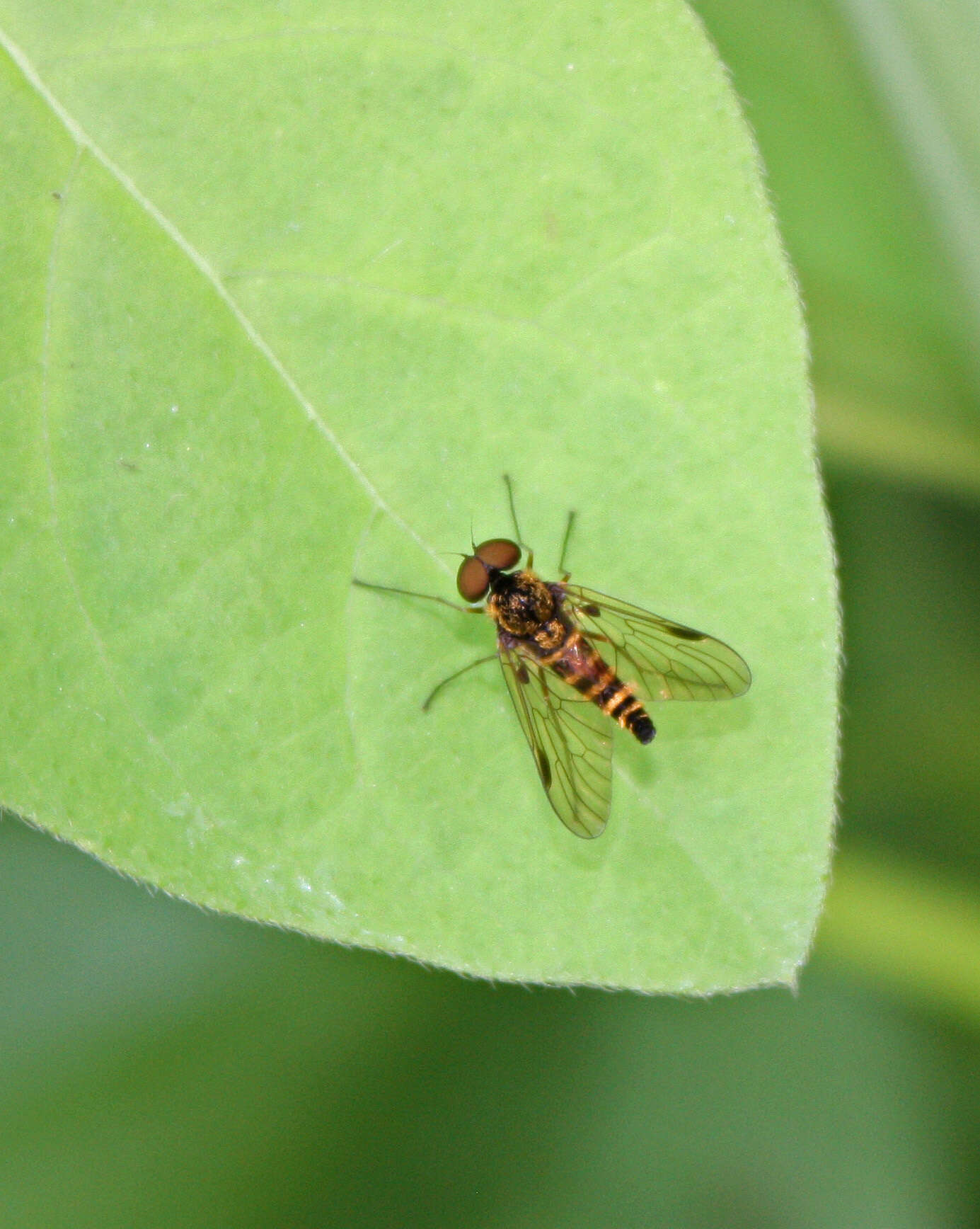 Image of Chrysopilus fasciatus (Say 1823)