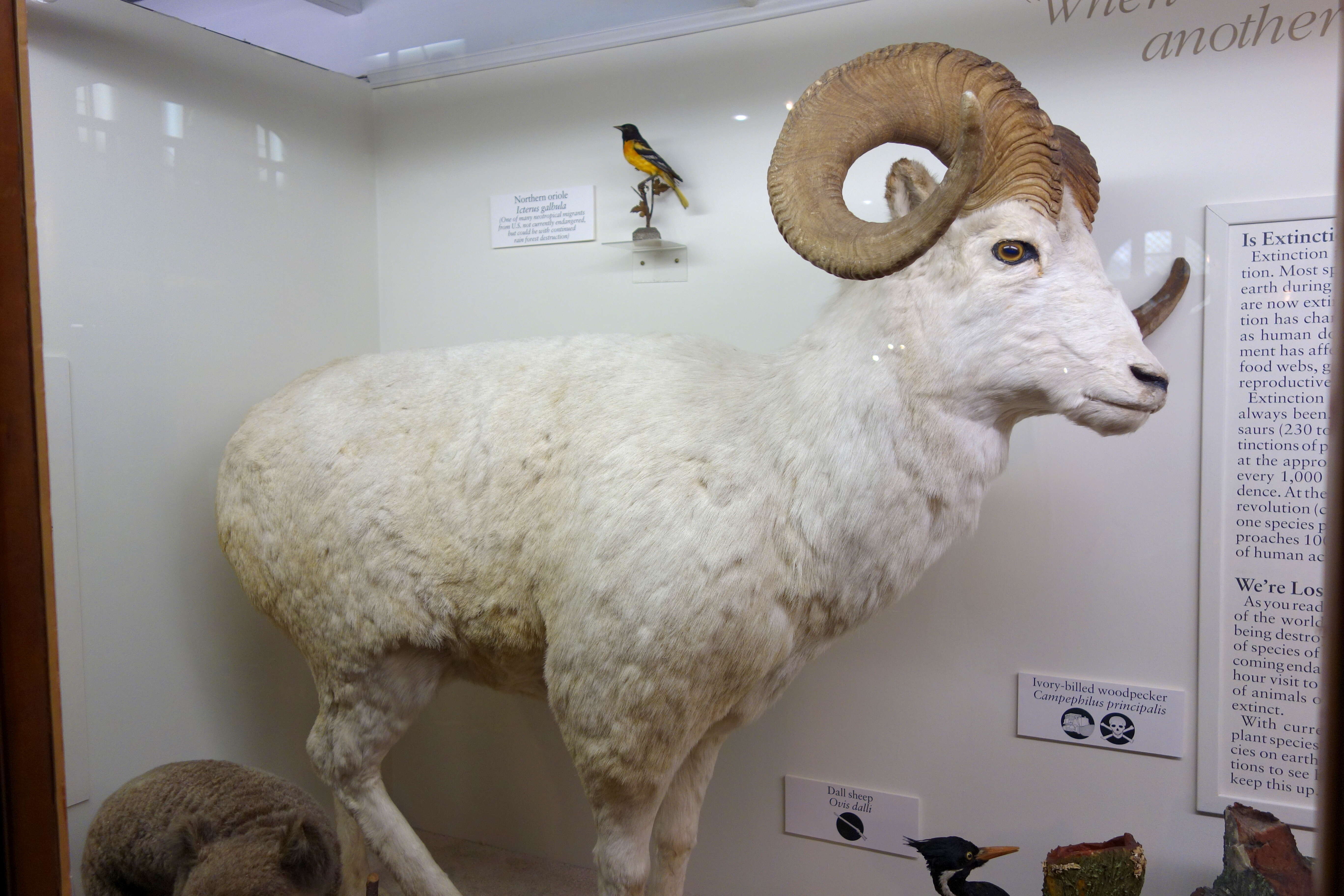 Image of Dall’s Sheep