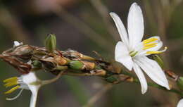 Plancia ëd Chlorophytum fasciculatum (Baker) Kativu