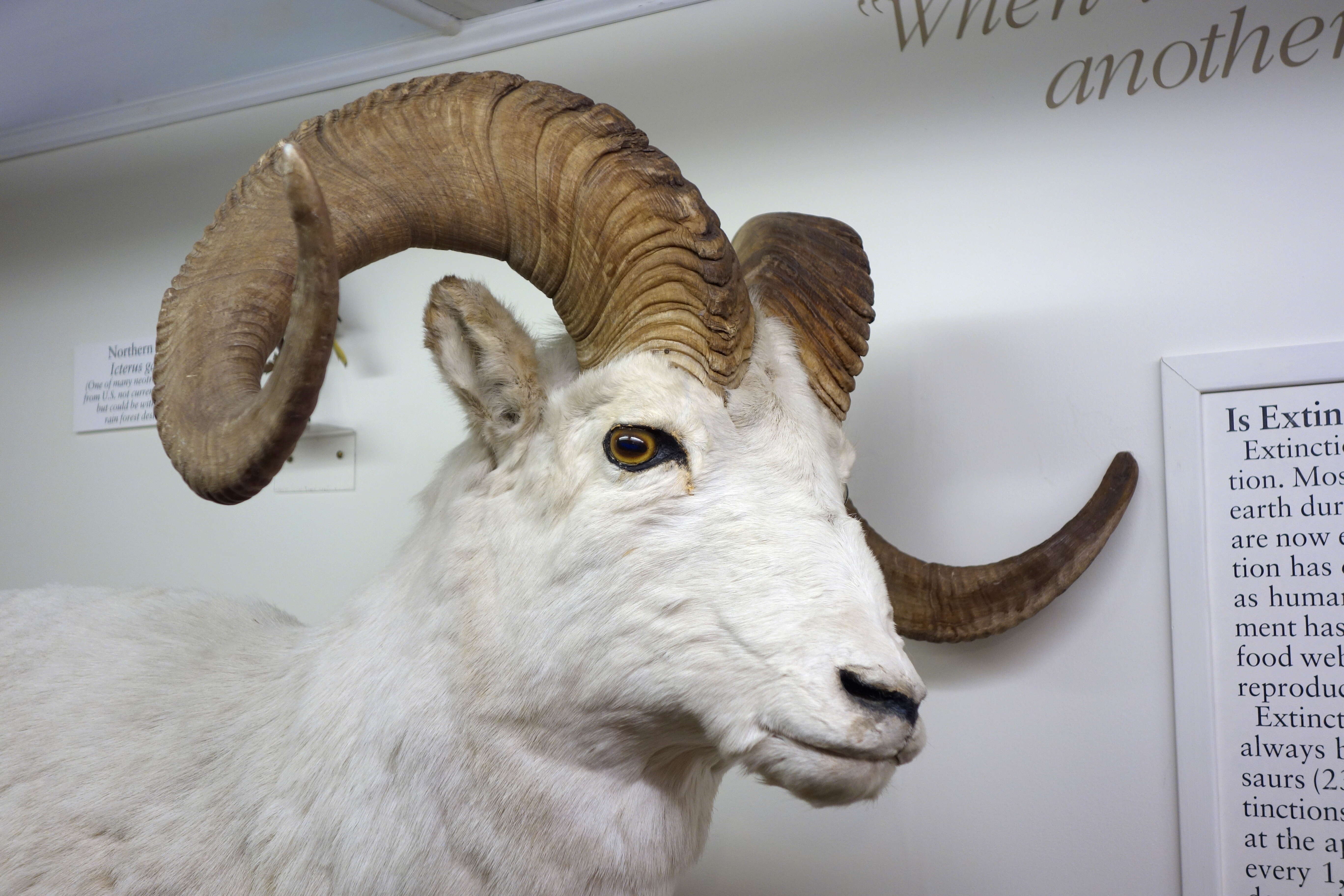 Image of Dall’s Sheep