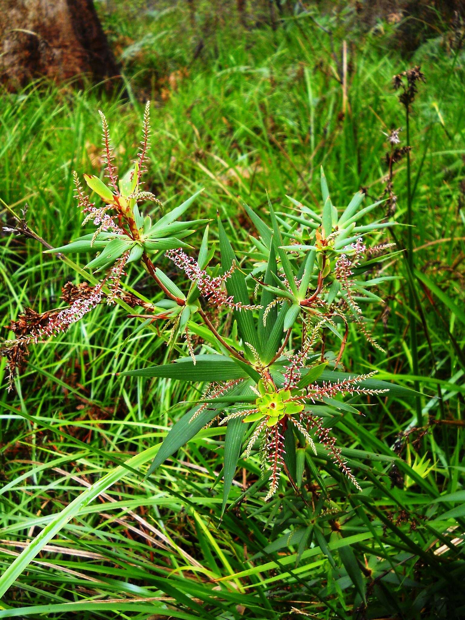 Слика од Leucopogon verticillatus R. Br.