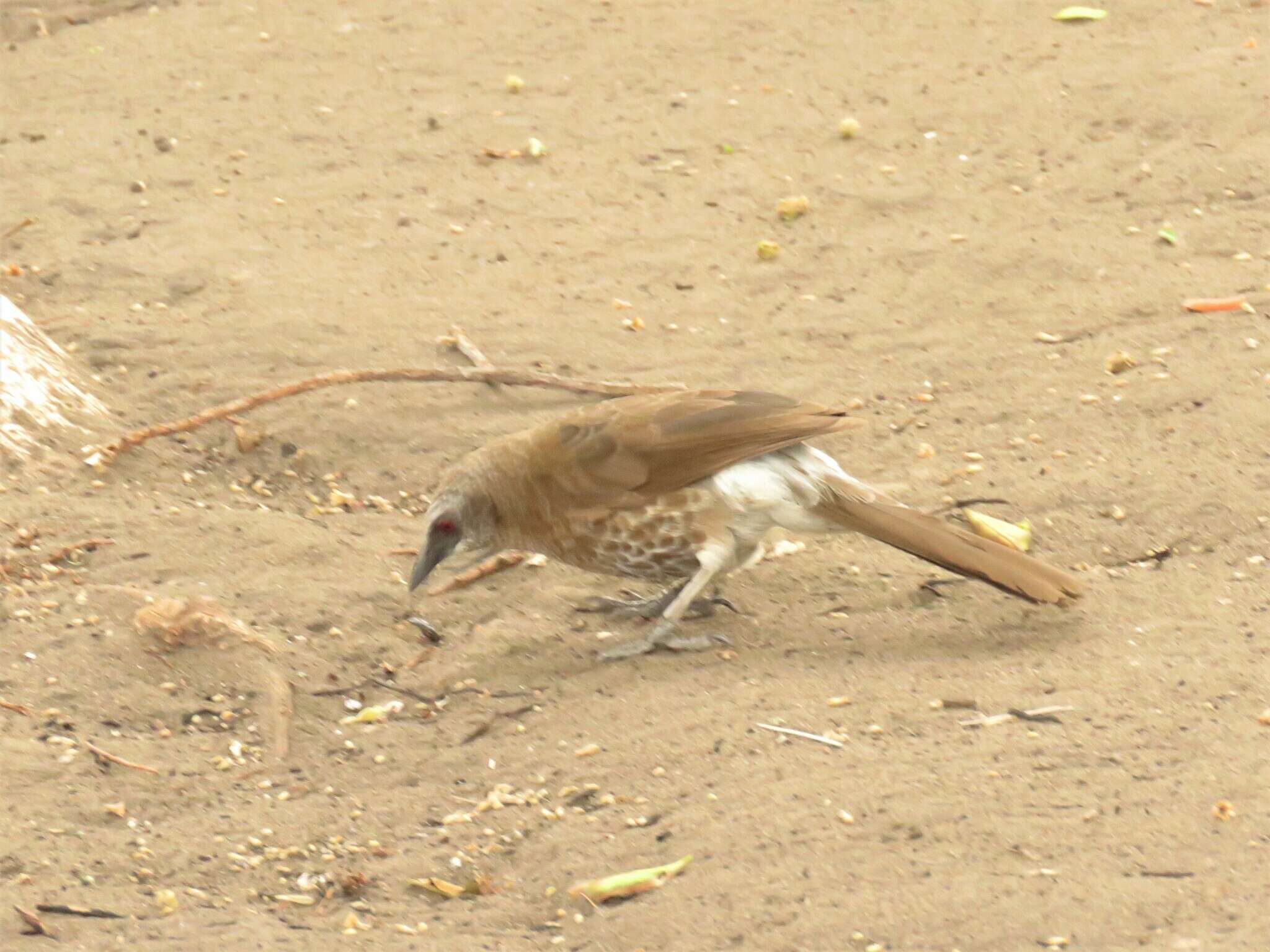 Image of Hartlaub's Babbler