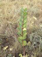 Image of broadleaf milkweed