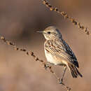 Saxicola macrorhynchus (Stoliczka 1872) resmi