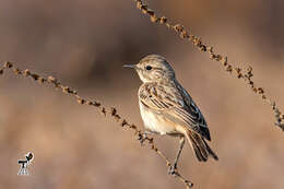 Saxicola macrorhynchus (Stoliczka 1872) resmi