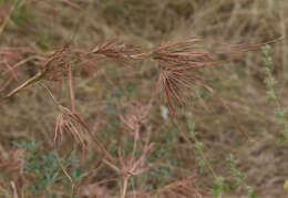 Image of Christmas grass