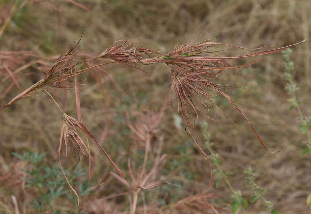 Image of Christmas grass