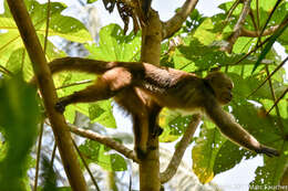 Image of Ecuadorian capuchin