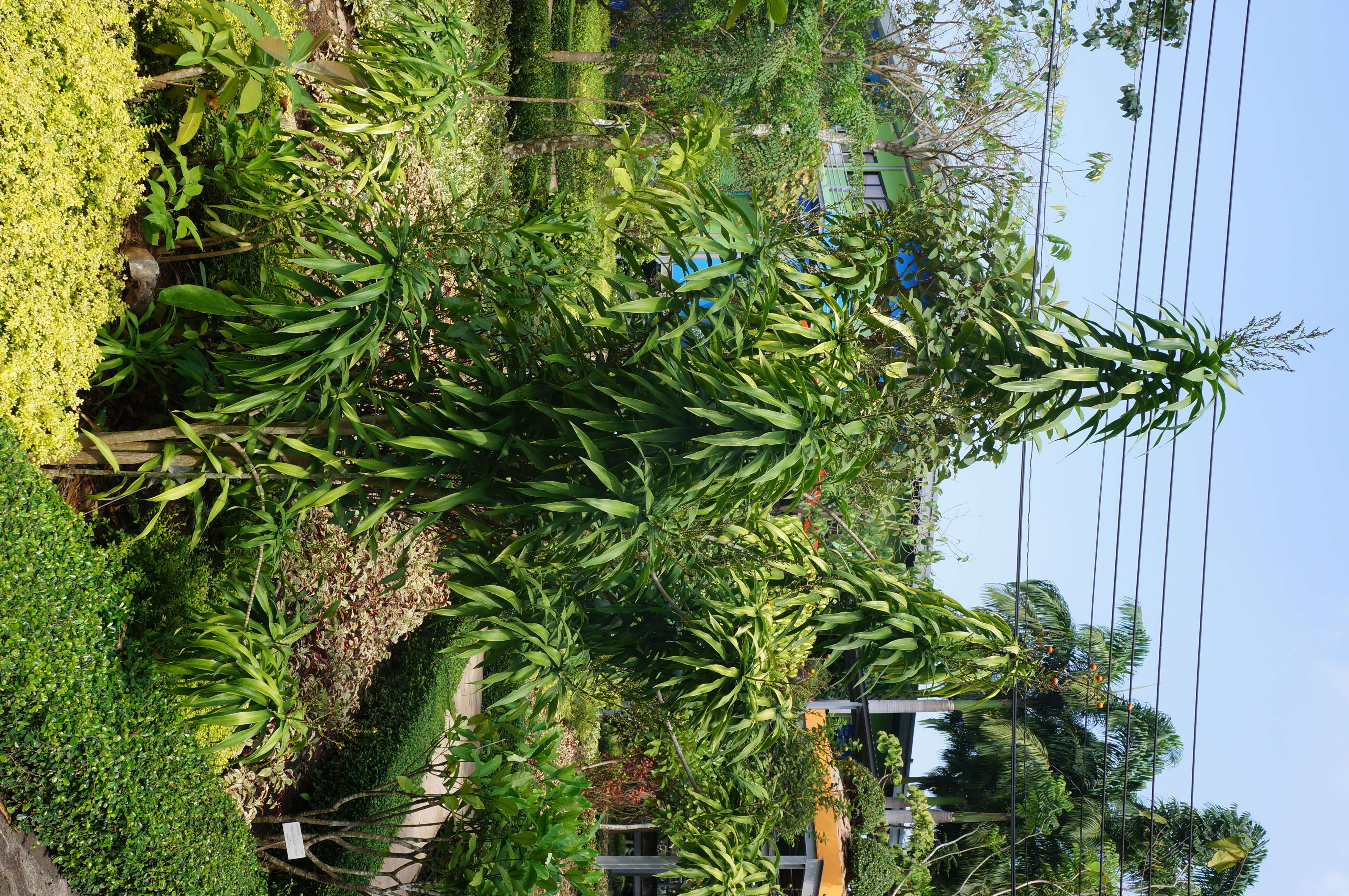 Image of Dracaena reflexa Lam.