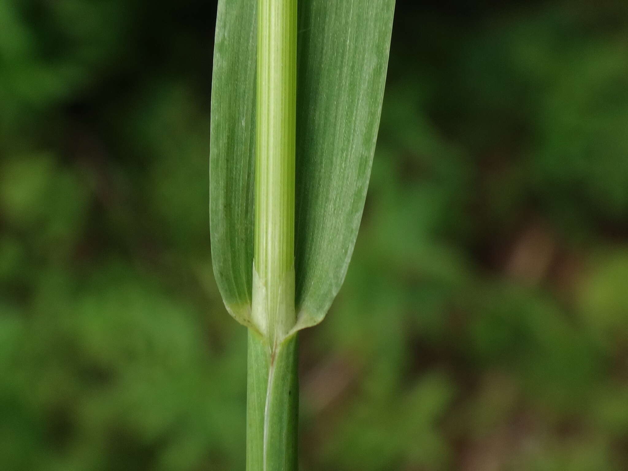 Image of broad-leaved meadow-grass