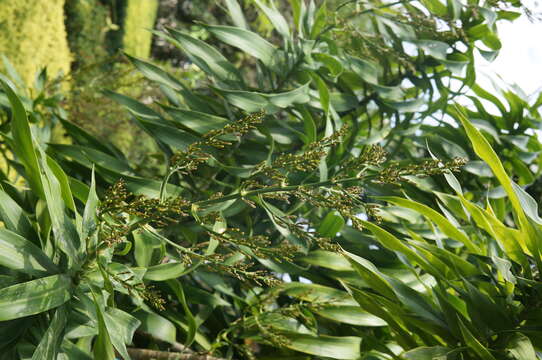 Image of Dracaena reflexa Lam.