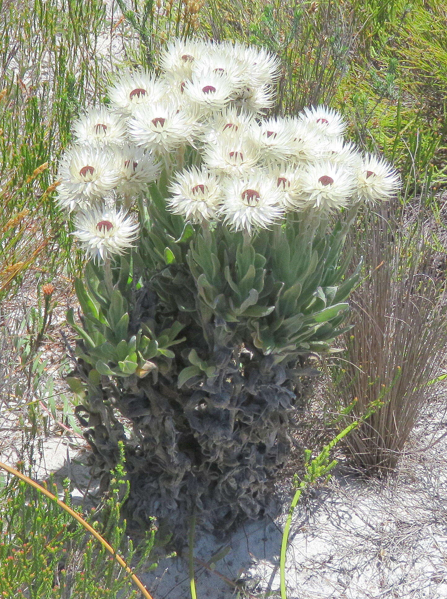 Image of Syncarpha vestita (L.) B. Nord.